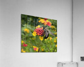 Eastern Carpenter Bee Acrylic Print