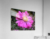 Anemone Hupehensis ‘Prinz Heinrich’ Acrylic Print