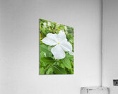 Catharanthus Roseus Acrylic Print