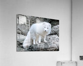 Arctic Fox 2023 Acrylic Print
