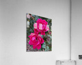 The Rose Acrylic Print