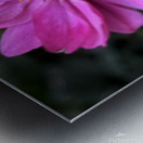 Anemone Hupehensis ‘Prinz Heinrich’ Metal print