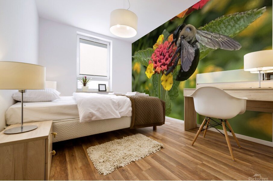 Eastern Carpenter Bee Mural print