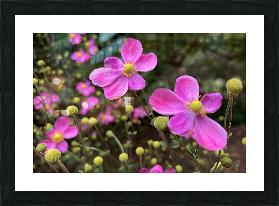 Zinnia Picture Frame print