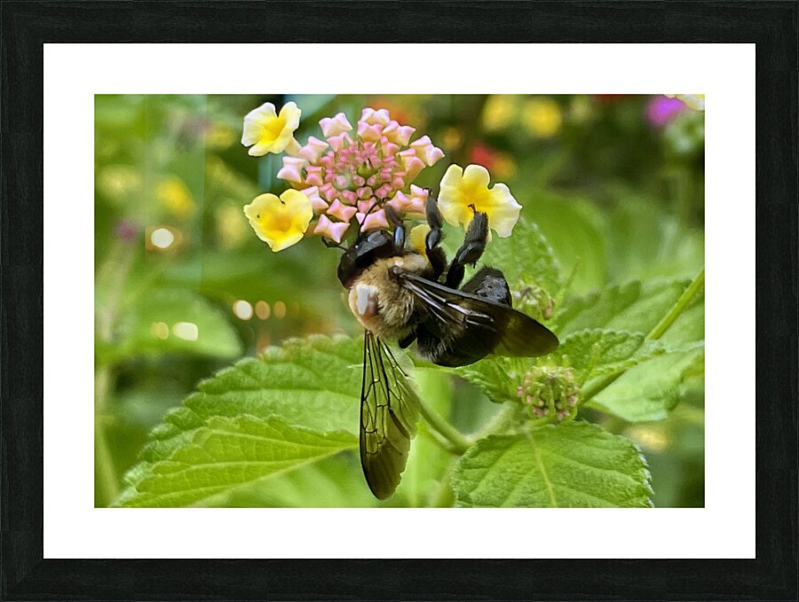 Carpenter Bee Picture Frame print