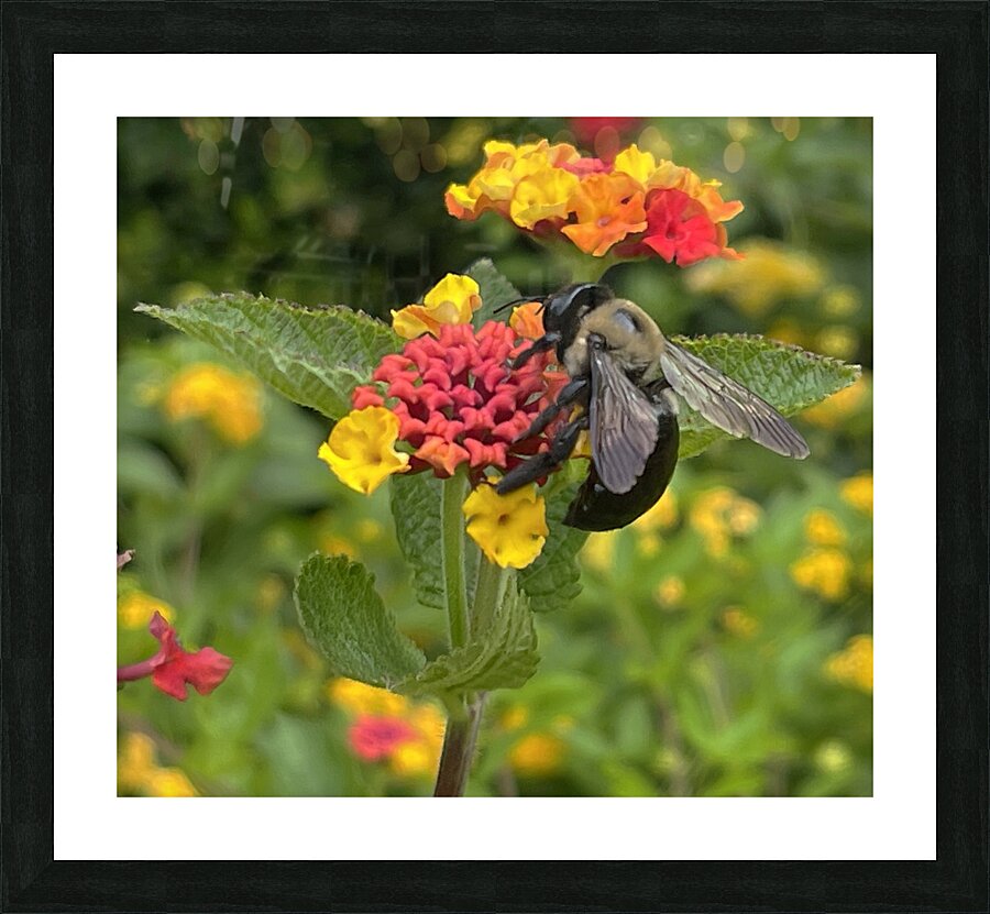 Eastern Carpenter Bee Picture Frame print