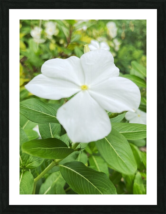 Catharanthus Roseus Picture Frame print