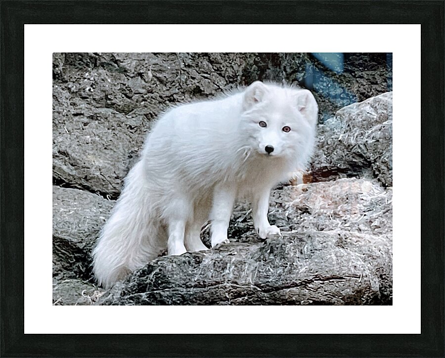 Arctic Fox 2023 Picture Frame print
