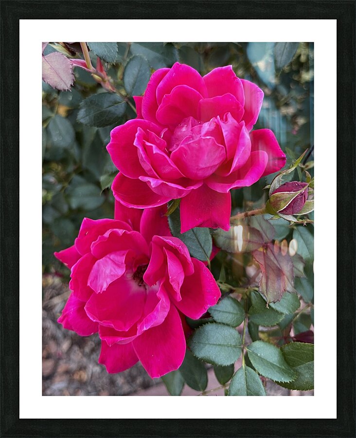 The Rose Picture Frame print