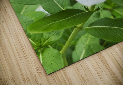 Catharanthus Roseus John Byerly puzzle