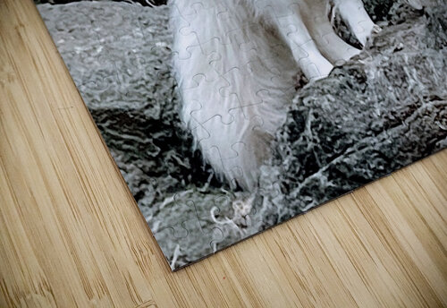 Arctic Fox 2023 John Byerly puzzle