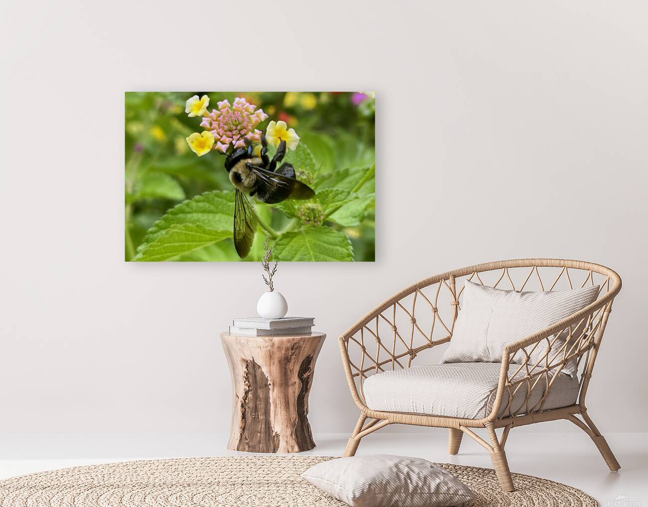 Carpenter Bee Reproduction