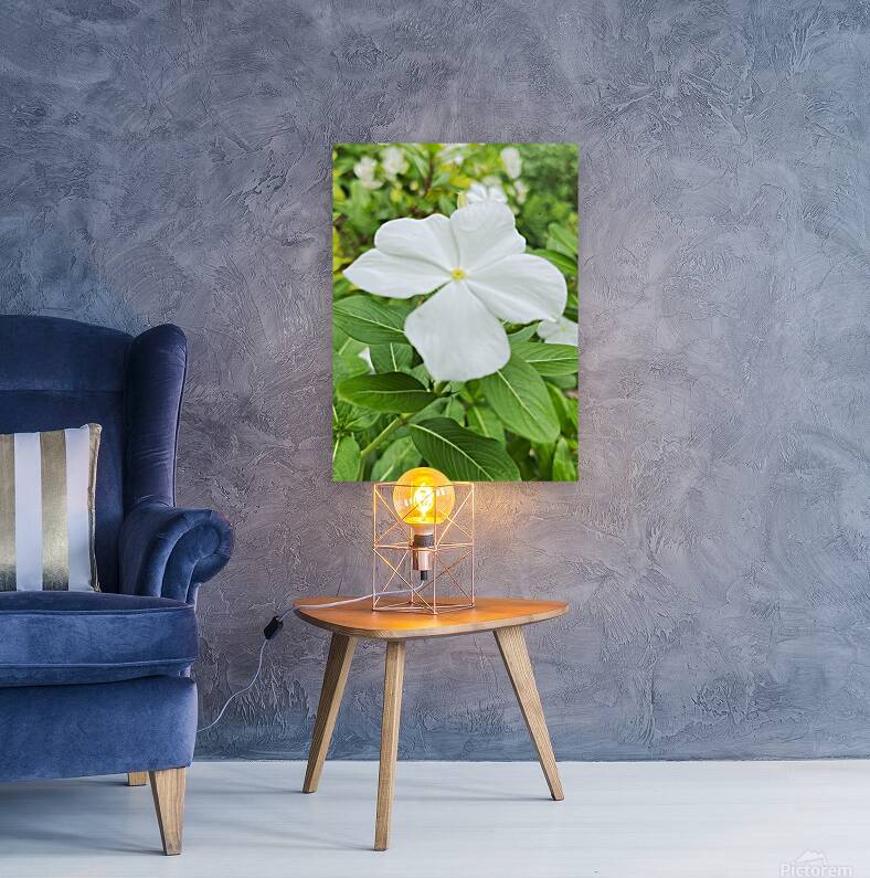 Catharanthus Roseus Reproduction