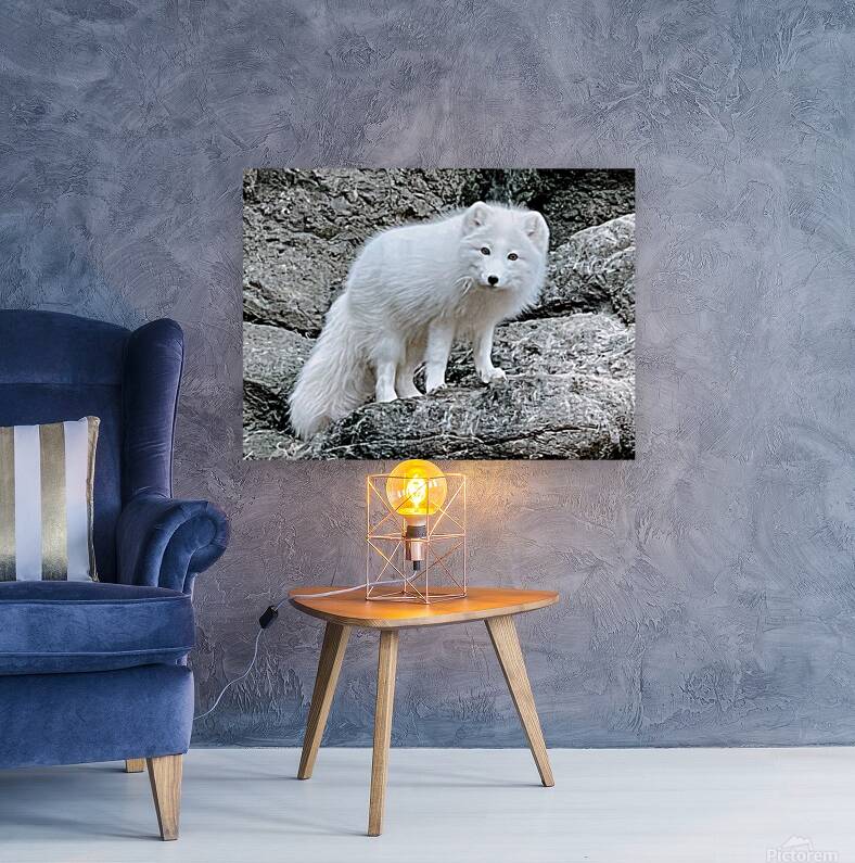 Arctic Fox 2023 Reproduction