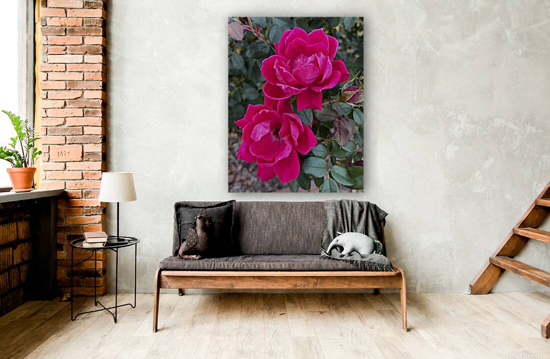 The Rose Reproduction