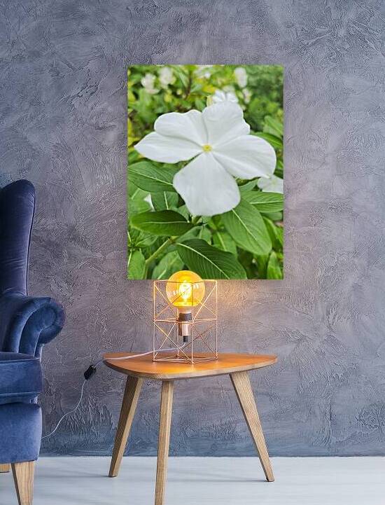 Catharanthus Roseus by John Byerly