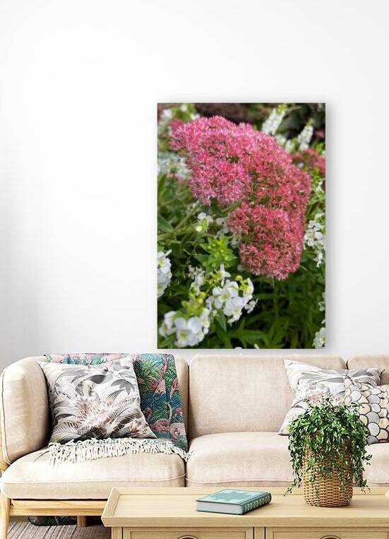 Sedum Spectabile ‘Rosenteller’ by John Byerly