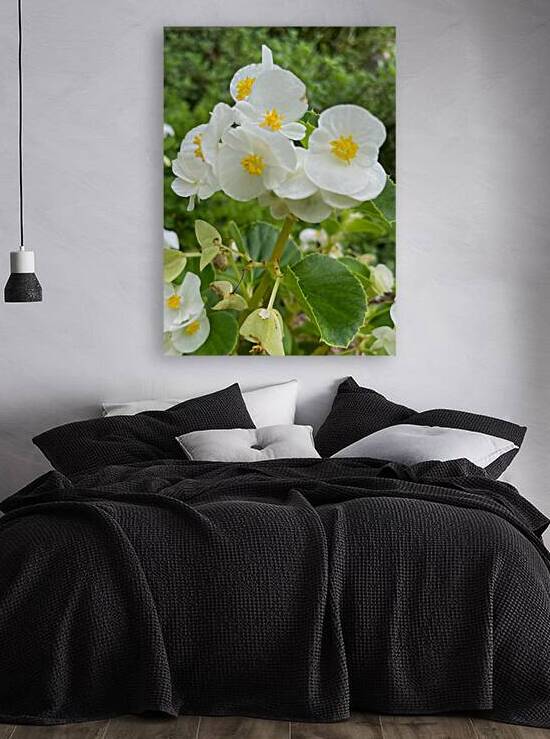 Begoniaceae - Begonias by John Byerly