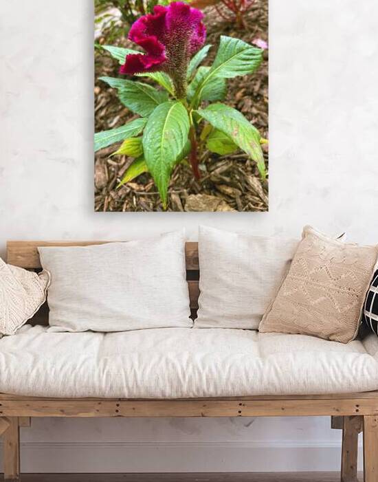 Celosia Argentina Var. Cristata by John Byerly