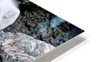 Arctic Fox 2023 HD Metal print
