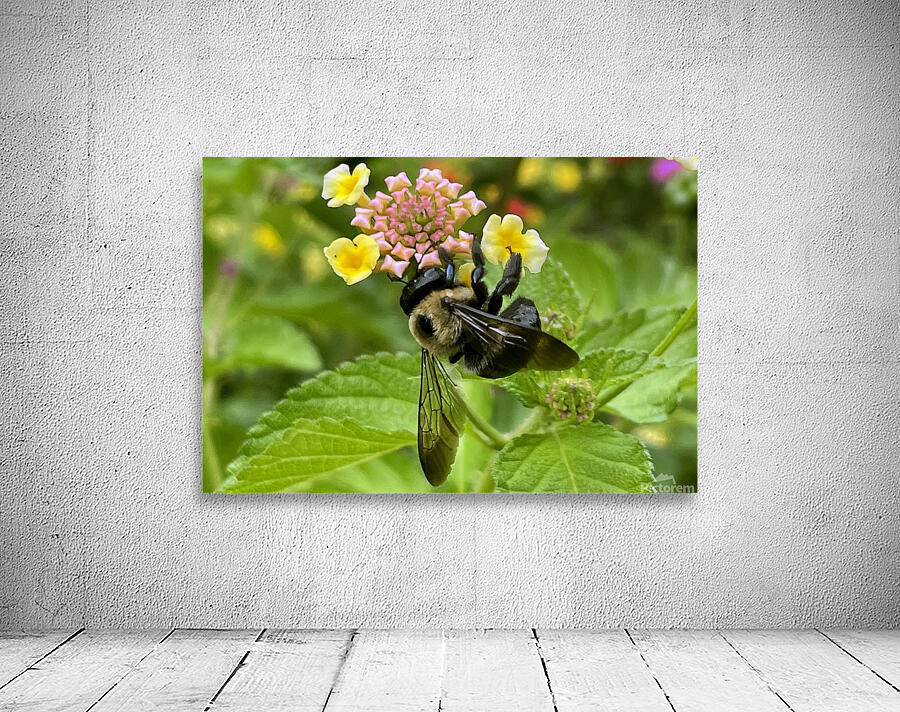 Carpenter Bee Wall Preview