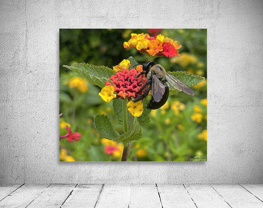 Eastern Carpenter Bee Wall Preview