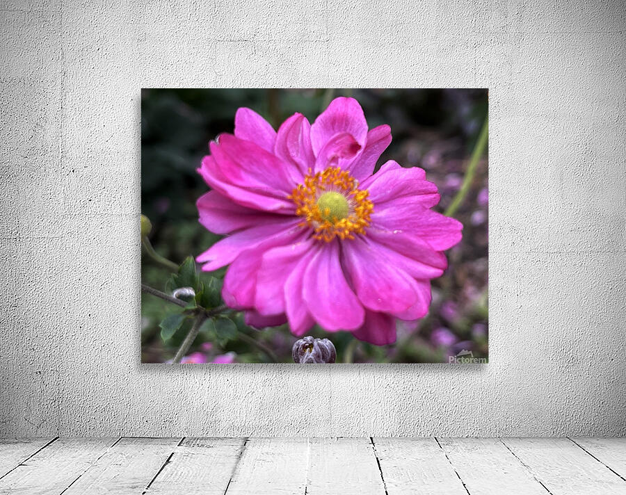 Anemone Hupehensis ‘Prinz Heinrich’ Wall Preview