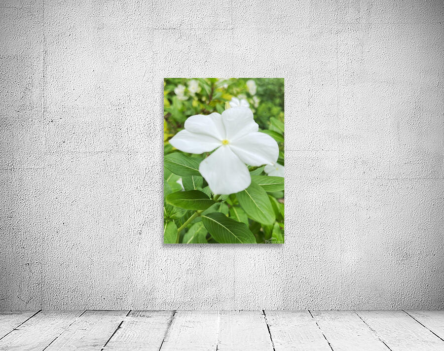 Catharanthus Roseus Wall Preview