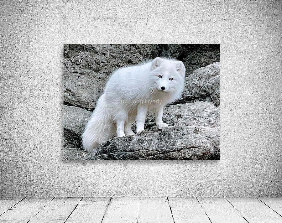 Arctic Fox 2023 Wall Preview