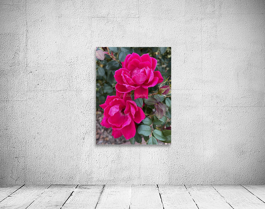 The Rose Wall Preview
