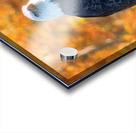 Autumn Eagle Acrylic print