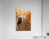 Autumn Eagle II Acrylic Print