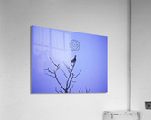 Tree Top Grouse Acrylic Print