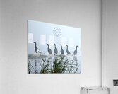 Odd One Out Acrylic Print