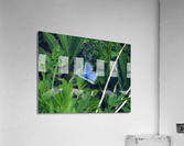 Violet Butterfly Acrylic Print