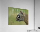 Focused Squirrel Acrylic Print