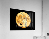 Harvest Moon Acrylic Print