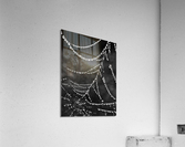 Spiderweb Dew Acrylic Print
