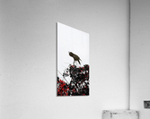 Raven Call Acrylic Print