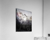 Dill Frost Acrylic Print