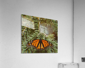 Resting Monarch Acrylic Print