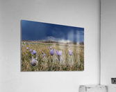 Stormy Crocus Acrylic Print