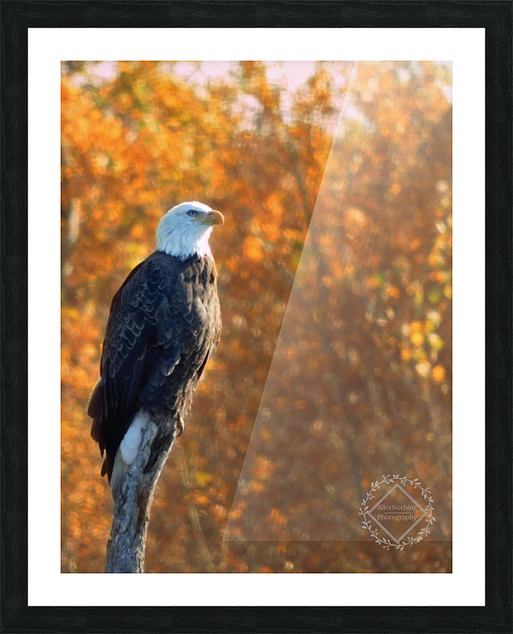 Autumn Eagle II Picture Frame print