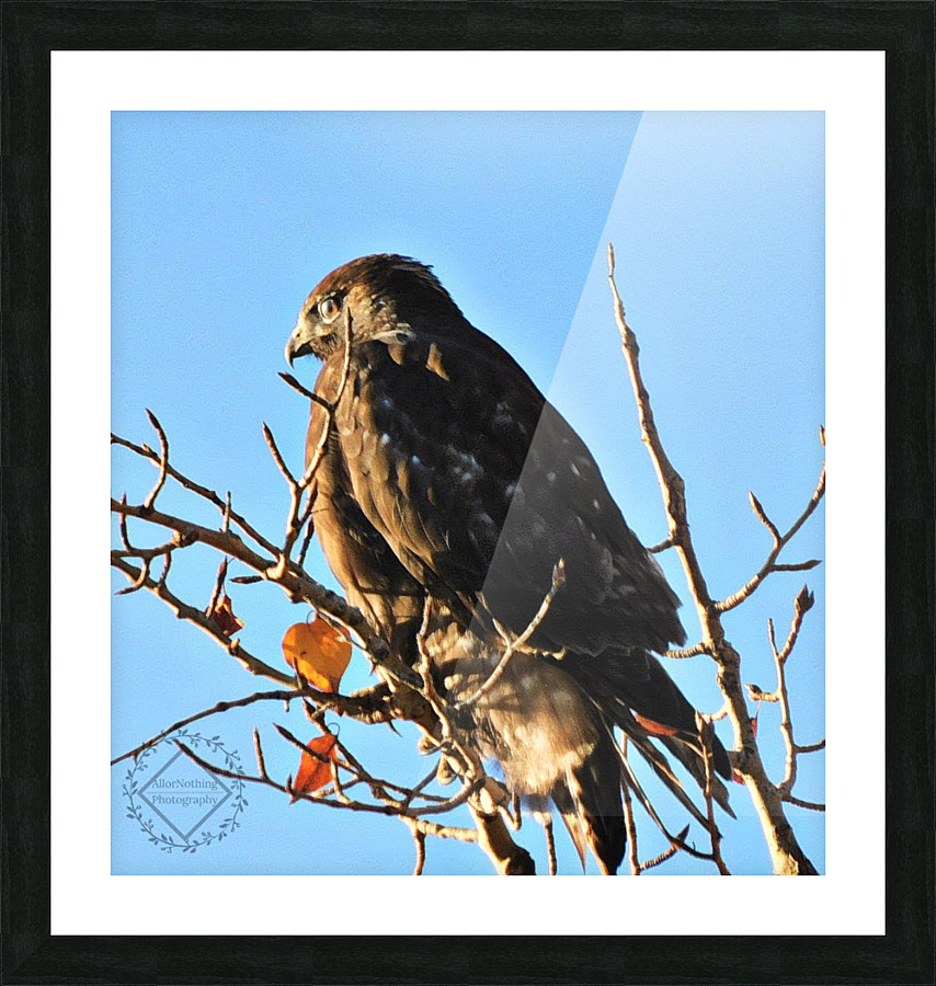 Juvenile Eagle Picture Frame print