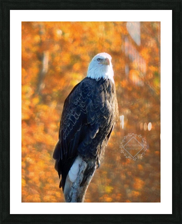 Autumn Eagle Picture Frame print