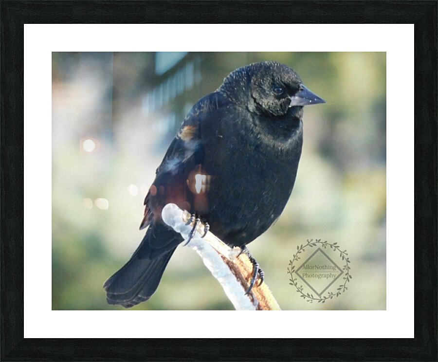 Chilly Blackbird Picture Frame print