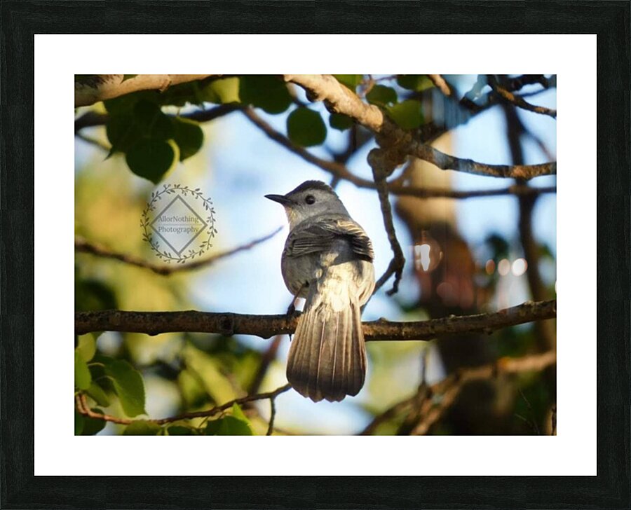 Catbird at Sunset Picture Frame print