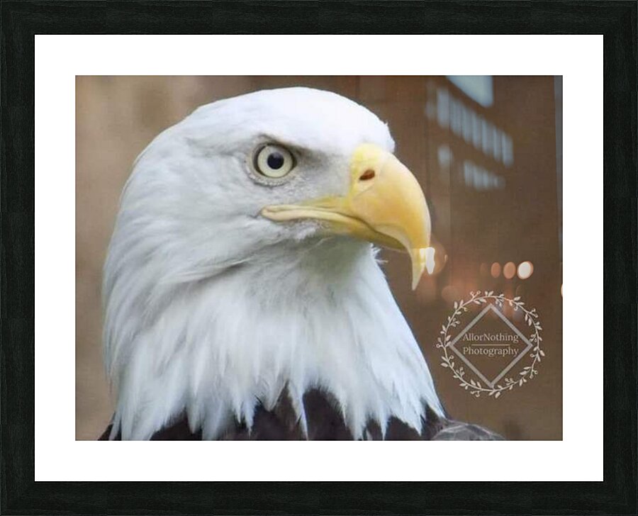 Bald Eagle Picture Frame print