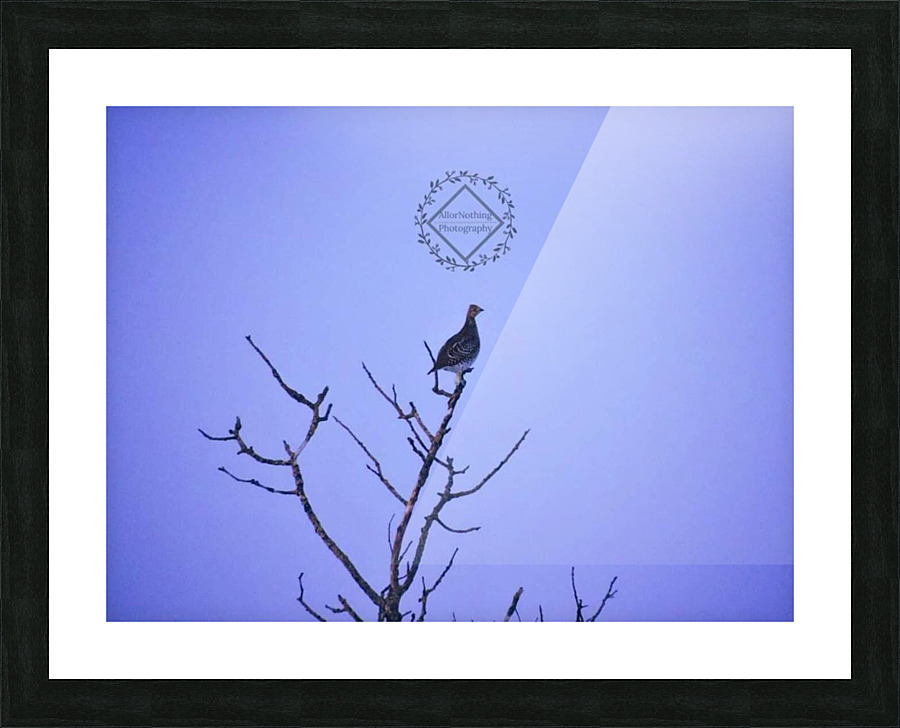 Tree Top Grouse Picture Frame print