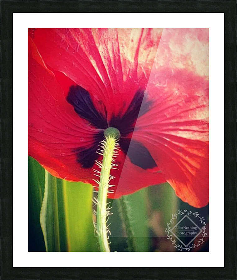 PoppyX Picture Frame print